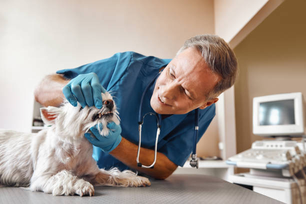 Best Cosmetic Emergency Dentistry in Livingston, TX